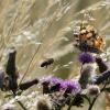Leben in der Wiese