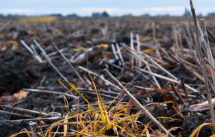Wo das "Pflanzenschutzmittel" Glyphosat verspritzt wird, entstehen ökologische Wüsten. Wo das "Pflanzenschutzmittel" Glyphosat verspritzt wird, entstehen ökologische Wüsten.